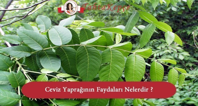 Ceviz yaprağının faydaları Ceviz yaprağının faydaları